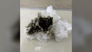 Grampo de Lyocell retardador de chama alta biodegradável 1.33D * 38MM, fibra de corte uniforme para fiação e Nonwo